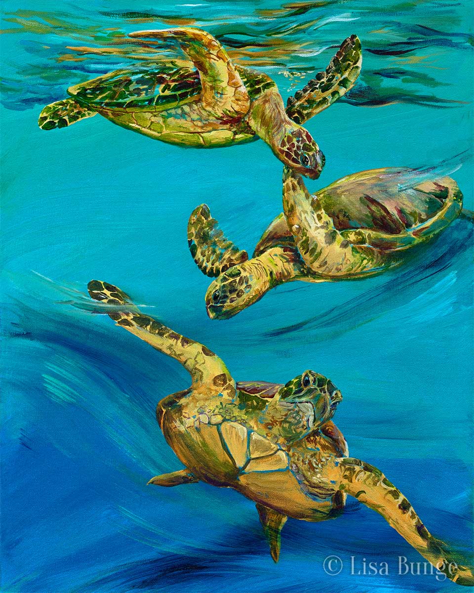 Turtles swim in the blue Pacific Ocean