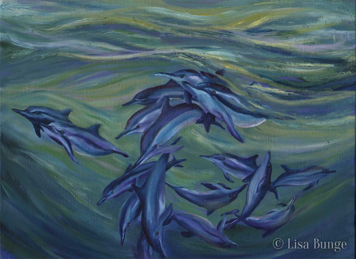 Hawaiian spinner dolphins at play