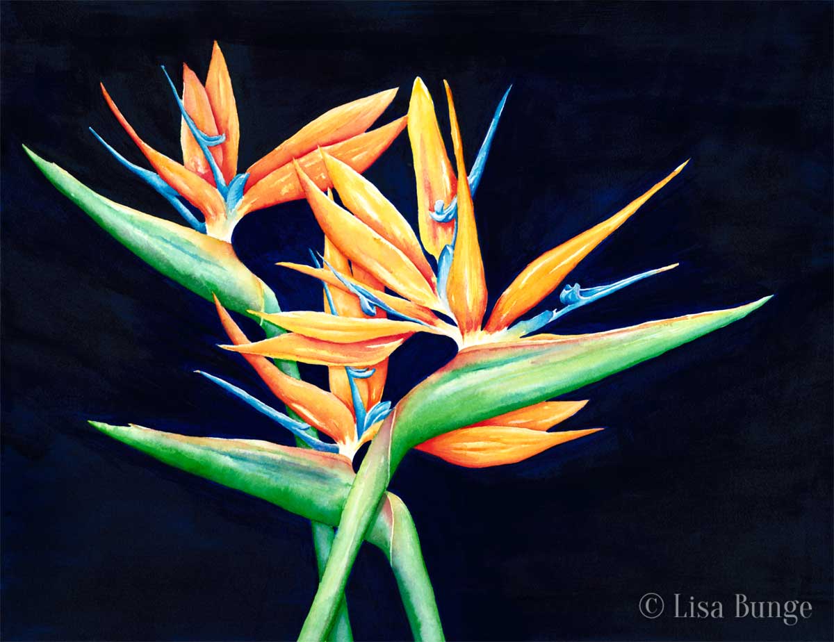A still life featuring bird of paradise flowers